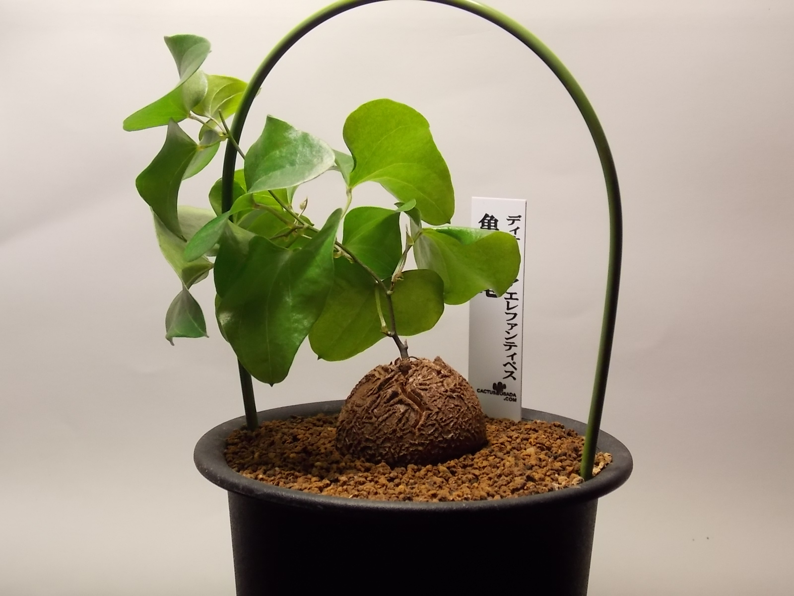 亀甲竜 グリーンベル ノミガワドットコム